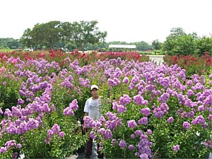 CATAWBA CREPE MYRTLES